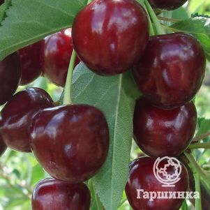 Дюк (Черевишня) Крепкая