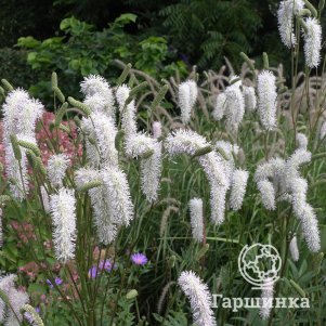 

Кровохлебка Обтуза Альба