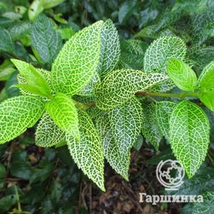 

Форзиция Кумсон