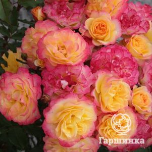 Роза Ландлуст кустарниковая, Топалович (лиц)