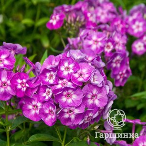 Флокс Лаура метельчатый 280₽