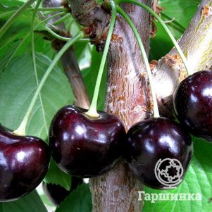 

Черешня Ленинградская черная