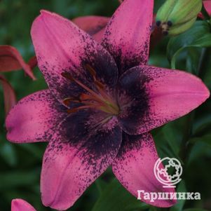 Лилия Пурпл Дрим азиатская