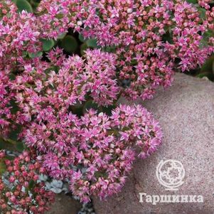 

Очиток (седум) Санспарклер Лайм Зингер