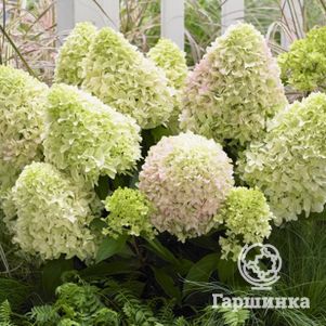 

Гортензия Литл Фреско (Маленькая фреска) метельчатая