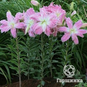 

Лилия Лотус Элеганс восточная махровая