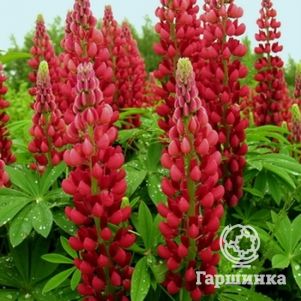 

Люпин Май Кастл