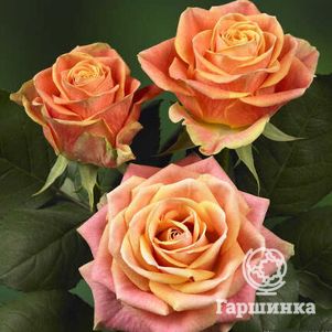 Роза Маракуйя чайно-гибридная, Топалович (лиц)