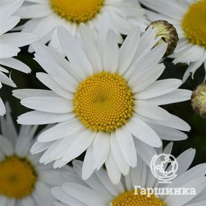 Ромашка (Нивяник) Мадонна