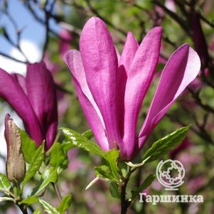 Магнолия Сьюзан