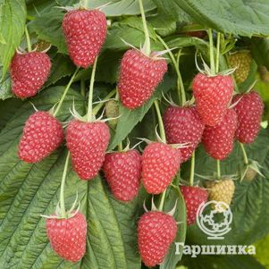 

Малина Малиновая гряда сладкая плотная (от автора сорта!)
