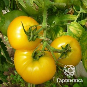 Томат Медово-сахарный 20 шт цв/п, Семена Сибирский сад