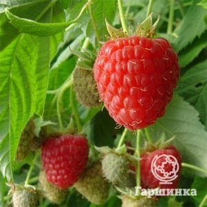 

Малина Микер