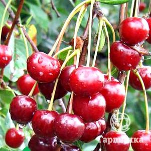 

Вишня Молодежная