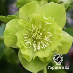 

Морозник махровый Эллен Грин