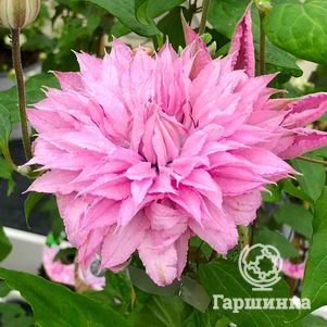 

Клематис Мульти Пинк махровый (2)