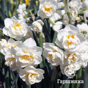 

Нарцисс Бридал Краун махровый 5шт