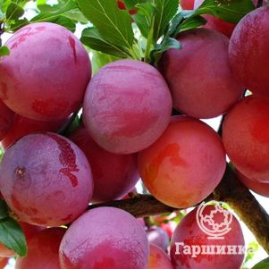 

Слива Неженка