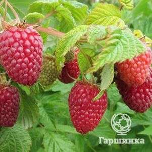 

Малина Нижегородец ремонтантная ранняя (от автора сорта!)