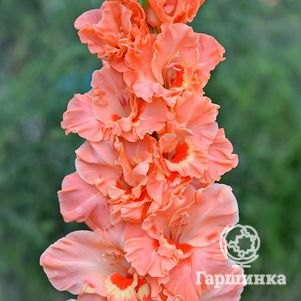 

Гладиолус Нижний Новгород