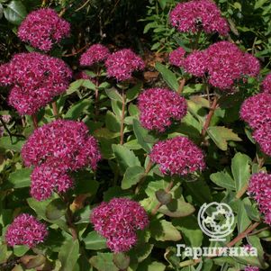 

Очиток (седум) Карл