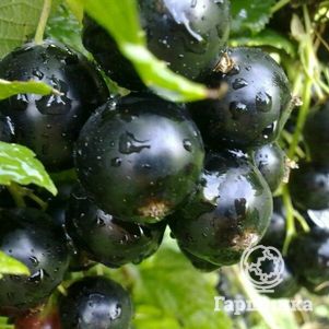 

Смородина Пигмей черная (очень крупная ягода)