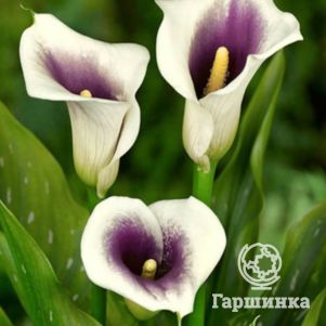 

Калла Пикассо