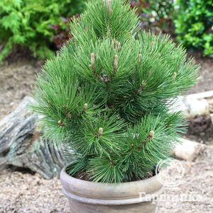 

Сосна белокорая Малинки