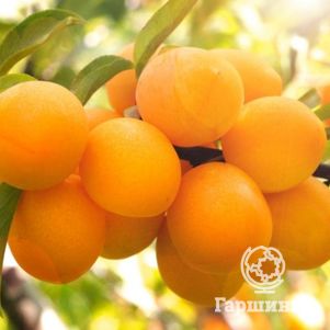 

Алыча Подарок Санкт-Петербургу