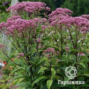 

Посконник Беби Джой