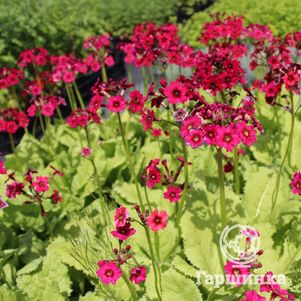 

Примула японская Миллерс Кримсон