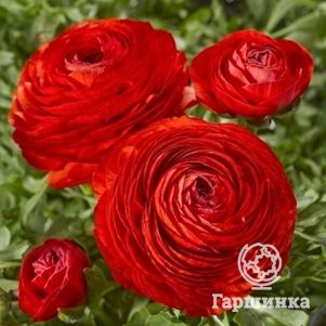 

Ранункулюс Ред 10шт.