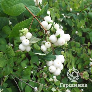 

Снежноягодник Мэджикал Галакси