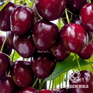 

Черешня Радица