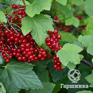 

Смородина Ранняя сладкая красная