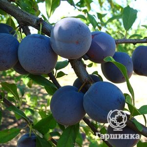 

Слива Ренклод Тамбовский