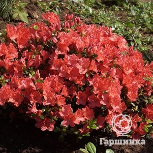 

Рододендрон Гейша Оранж японский