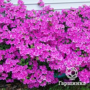 Рододендрон (Азалия) Гейша Пурпл