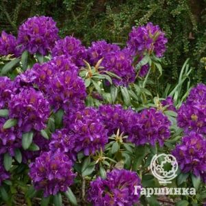 

Рододендрон Марсель Менард