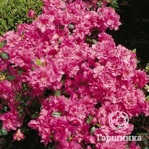 

Рододендрон Петтикоут