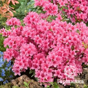 

Рододендрон Сильвестер гибридный