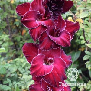 

Гладиолус Ромэн