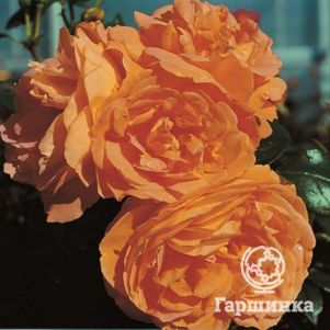 

Роза Балерина флорибунда, Imperial Rose