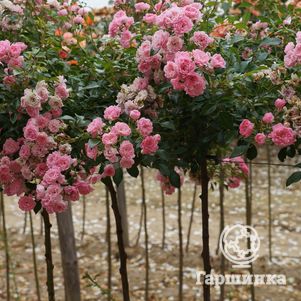 Роза Боника на штамбе 90 см 10999₽