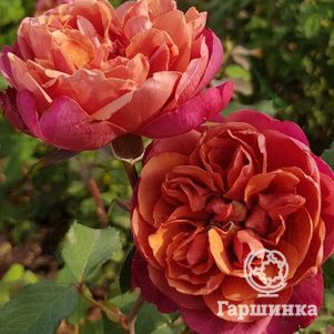 

Роза Ча Ча миниатюрная, Imperial Rose