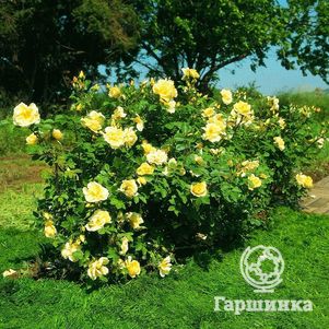 Роза Гелбе Дагмар Хаструп ругоза (лиц)