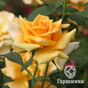 Роза Голден Лиф чайно-гибридная, Imperial Rose