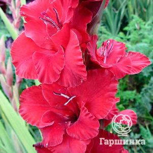 

Гладиолус Рубин