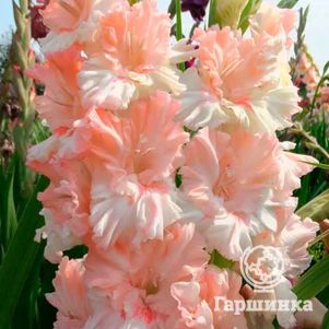 

Гладиолус Румянец