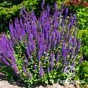 

Шалфей (сальвия) дубравный Остфрисланд